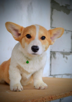 , Welsh Corgi Pembroke – Krásne šteniatka