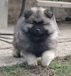 Špice a primitívne typy, NEMECKÝ ŠPIC VLČÍ