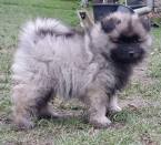 Špice a primitívne typy, NEMECKÝ ŠPIC VLČÍ