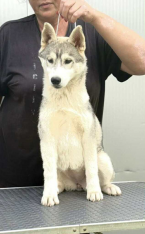 , Siberian Husky – sučka šteniatko