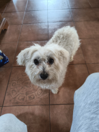 , Stratil sa vyplašený a asi zranený maltezák v Bernolákove