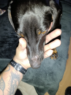 , Fľak na nose sprevádzaný chrastami na ušiach 