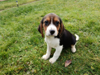 , Bígl, bígel, beagle