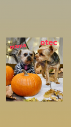 Teriéry, YORKŠÍRSKY TERIÉR