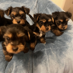 Teriéry, YORKŠÍRSKY TERIÉR