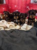 Teriéry, YORKŠÍRSKY TERIÉR