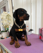 Pinče, bradáče, molosoidy a švajčiarske salašnícke psy, DOBERMAN