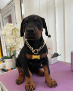 Pinče, bradáče, molosoidy a švajčiarske salašnícke psy, DOBERMAN