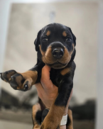 Pinče, bradáče, molosoidy a švajčiarske salašnícke psy, DOBERMAN