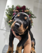 Pinče, bradáče, molosoidy a švajčiarske salašnícke psy, DOBERMAN