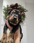 Pinče, bradáče, molosoidy a švajčiarske salašnícke psy, DOBERMAN