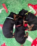 Pinče, bradáče, molosoidy a švajčiarske salašnícke psy, DOBERMAN