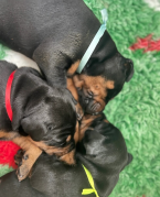 Pinče, bradáče, molosoidy a švajčiarske salašnícke psy, DOBERMAN