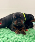 , Adorable Doberman Puppies Available ( E-Mail-Adresse......experttdocx@gmail.com)