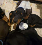 , דוברמן פינצ'ר לאימוץ ואימוץ בית ((כתובת דוא"ל......experttdocx@gmail.com))