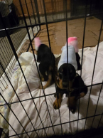 Pinče, bradáče, molosoidy a švajčiarske salašnícke psy, DOBERMAN