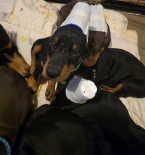 Pinče, bradáče, molosoidy a švajčiarske salašnícke psy, DOBERMAN