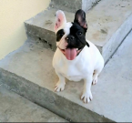 Spoločenské a sprievodné psy, FRANCÚZSKY BULDOČEK