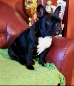 Spoločenské a sprievodné psy, FRANCÚZSKY BULDOČEK