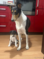 Ovčiaky a pastierske psy, KÓLIA KRÁTKOSRSTÁ