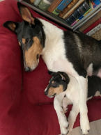 Ovčiaky a pastierske psy, KÓLIA KRÁTKOSRSTÁ