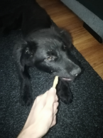 Ovčiaky a pastierske psy, NEMECKÝ OVČIAK