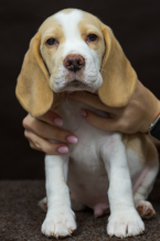 Duriče, farbiare a príbuzné plemená, BÍGL