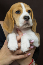 Duriče, farbiare a príbuzné plemená, BÍGL