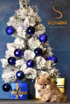 Špice a primitívne typy, NEMECKÝ ŠPIC MALÝ