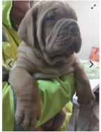 Pinče, bradáče, molosoidy a švajčiarske salašnícke psy, BORDEAUXSKÁ DOGA