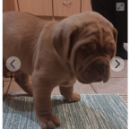 Pinče, bradáče, molosoidy a švajčiarske salašnícke psy, BORDEAUXSKÁ DOGA