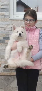 Ovčiaky a pastierske psy, BIELY ŠVAJČIARSKY OVČIAK