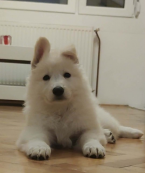 Ovčiaky a pastierske psy, BIELY ŠVAJČIARSKY OVČIAK