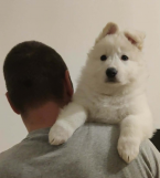 Ovčiaky a pastierske psy, BIELY ŠVAJČIARSKY OVČIAK