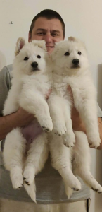 Ovčiaky a pastierske psy, BIELY ŠVAJČIARSKY OVČIAK