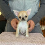 , Šálka ​​na čaj pre šteniatka čivavy