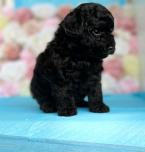 Spoločenské a sprievodné psy, PUDEL TOY