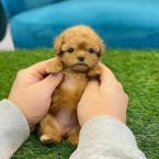 Spoločenské a sprievodné psy, PUDEL TOY