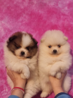 Špice a primitívne typy, NEMECKÝ ŠPIC MALÝ