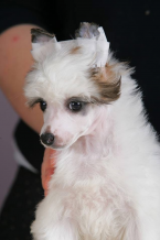 , Čínsky chocholatý pes – šteniatka na predaj