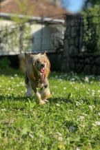 Spoločenské a sprievodné psy, ČÍNSKY CHOCHOLATÝ PES