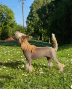 Spoločenské a sprievodné psy, ČÍNSKY CHOCHOLATÝ PES