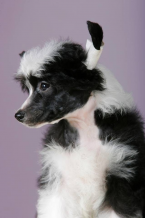 Spoločenské a sprievodné psy, ČÍNSKY CHOCHOLATÝ PES