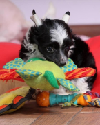 Spoločenské a sprievodné psy, ČÍNSKY CHOCHOLATÝ PES