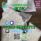 Jazvečíky, JAZVEČÍK ŠTANDARDNÝ DLHOSRSTSÝ