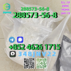 Jazvečíky, JAZVEČÍK KRÁLIČÍ HRUBOSRSTÝ