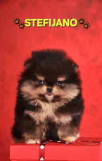 Špice a primitívne typy, NEMECKÝ ŠPIC MALÝ