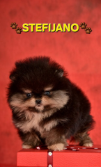 Špice a primitívne typy, NEMECKÝ ŠPIC MALÝ