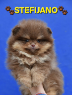 Špice a primitívne typy, NEMECKÝ ŠPIC MALÝ