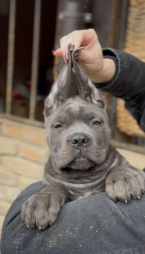 Pinče, bradáče, molosoidy a švajčiarske salašnícke psy, CANE CORSO